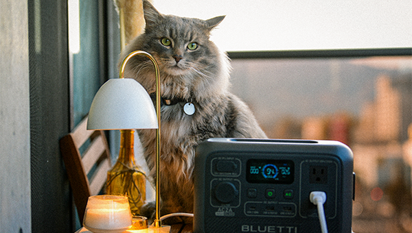 大切な猫を守るために!いざというとき備えたい防災グッズ13選