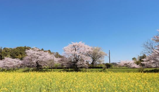 千葉で春を満喫!人気の桜祭り徹底ガイド