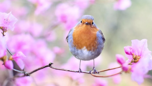 【春といえば何?】春に楽しみたい旬の食材やお花、イベントなどの風物詩を大特集!