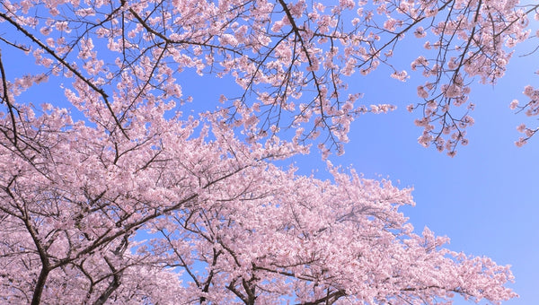 春休みはお出かけに最適!おすすめの楽しみ方をご紹介