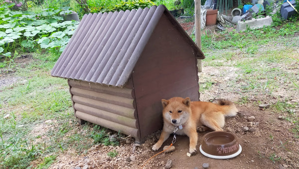 犬小屋DIYの作り方!利用できる100均グッズや室内用の作成ポイントとは