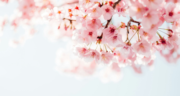 【2025年】大阪の桜と屋台グルメを満喫する方法:春の魅力をまるごと堪能しよう