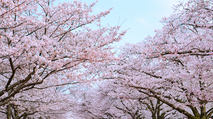 桜と共に楽しむ最高のアウトドア体験！おすすめのキャンプ場は？