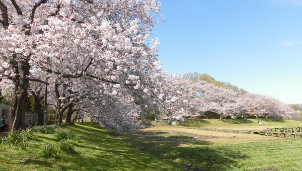 関東のお花見スポット特集！桜の名所と夜桜情報