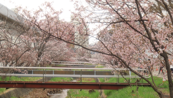 札幌のお花見スポット特集！2026年最新の桜名所と夜桜情報