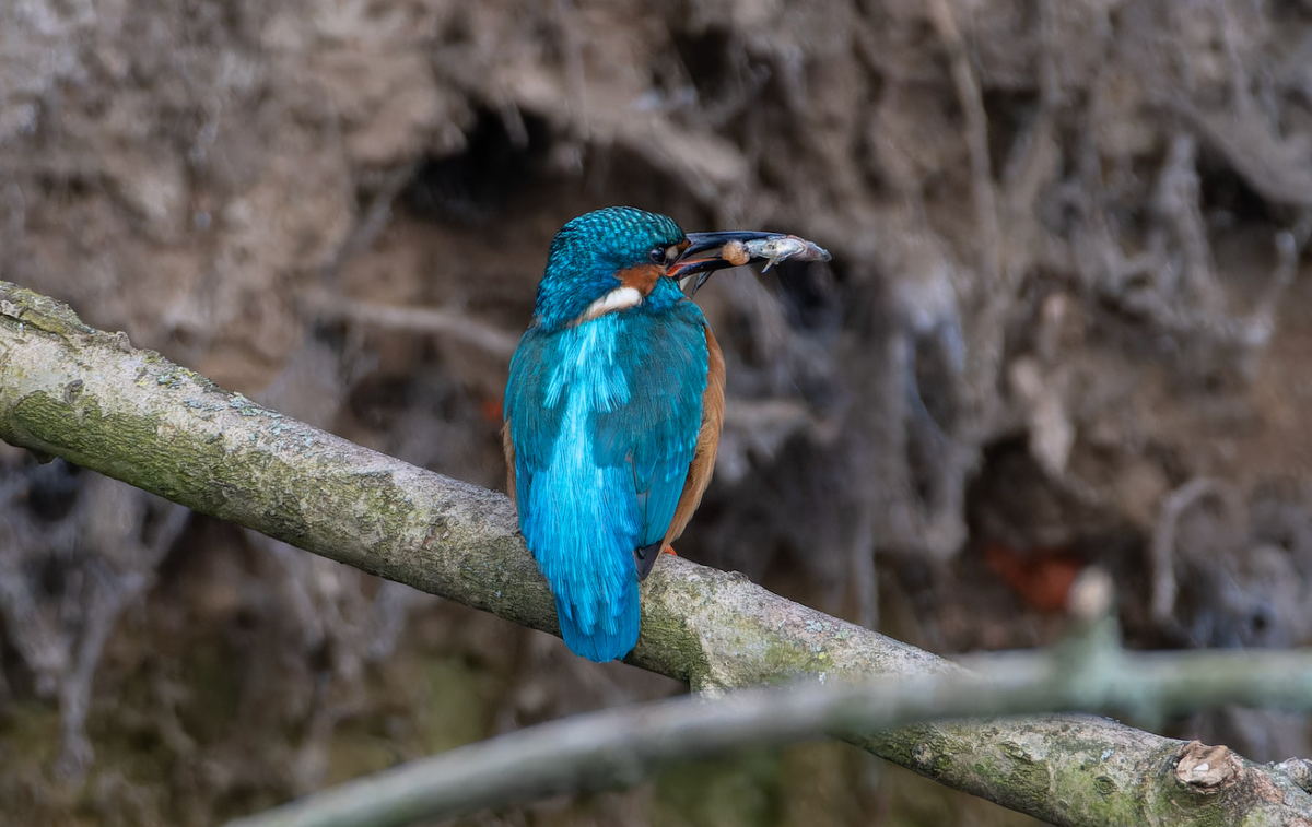 bird-watching_8f4b14b2-f5c0-