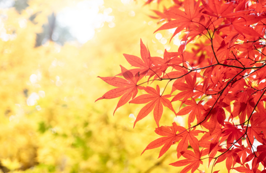 【2025年版】北海道の人気紅葉スポット完全ガイド｜見頃時期と観光体験まとめ