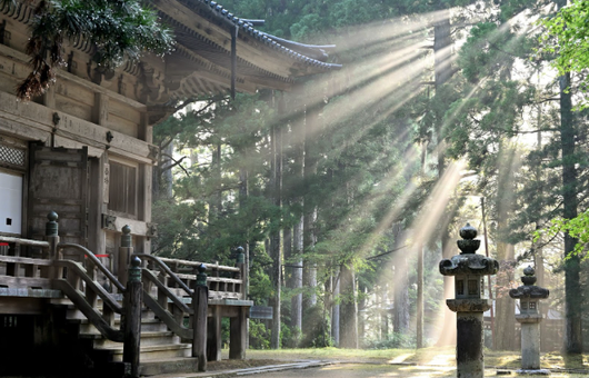 【2025年】高野山の紅葉を満喫｜絶景スポットと見どころガイド