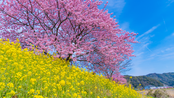 春はいつから？暦・気象・天文学で違う「春のはじまり」をわかりやすく解説