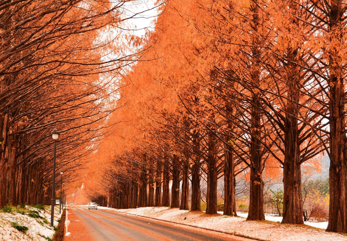 滋賀県のメタセコイア並木、長い並木道が四季折々に美しく変化する