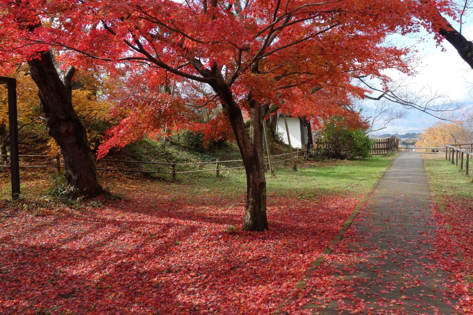 高遠城址公園の紅葉風景を示す画像