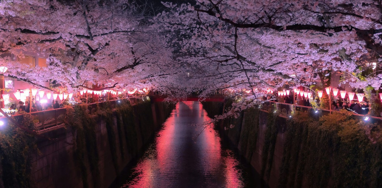 東京の夜桜ライトアップを巡る旅：幻想的な春を満喫するコツ